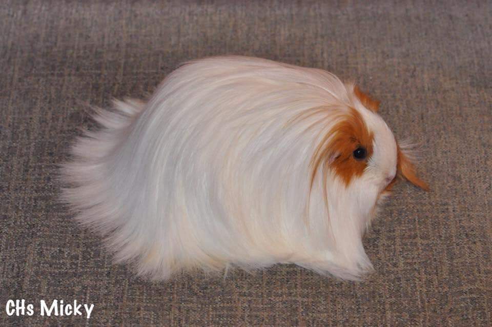 Sheltie guinea pig Owned by other Cavia porcellus 