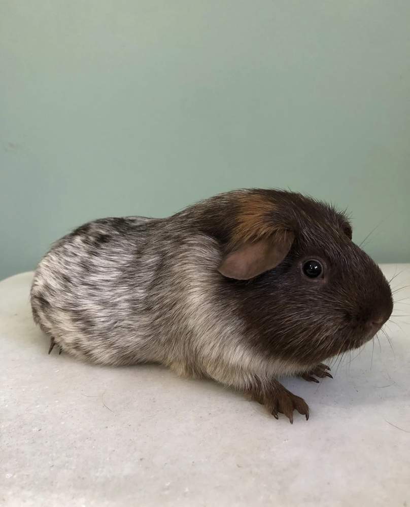 Guinea pig Owned by other Cavia porcellus 