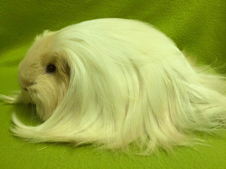 Sheltie guinea pig Breeder Cavia porcellus 