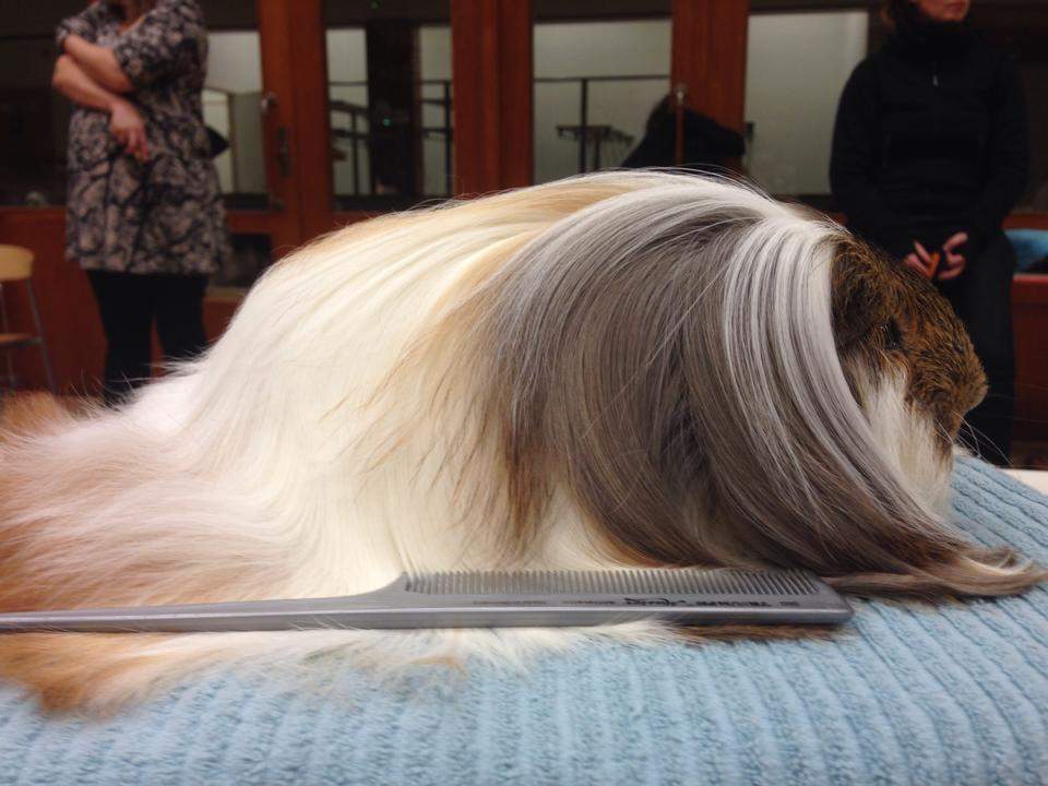 Sheltie guinea pig Breeder Cavia porcellus 