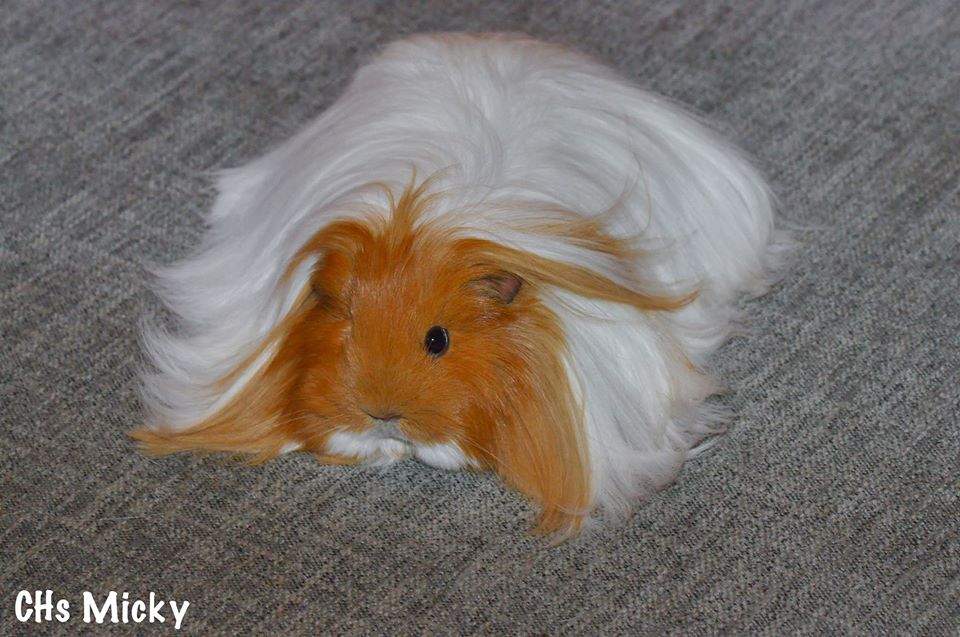 Sheltie guinea pig Owned by other Cavia porcellus 