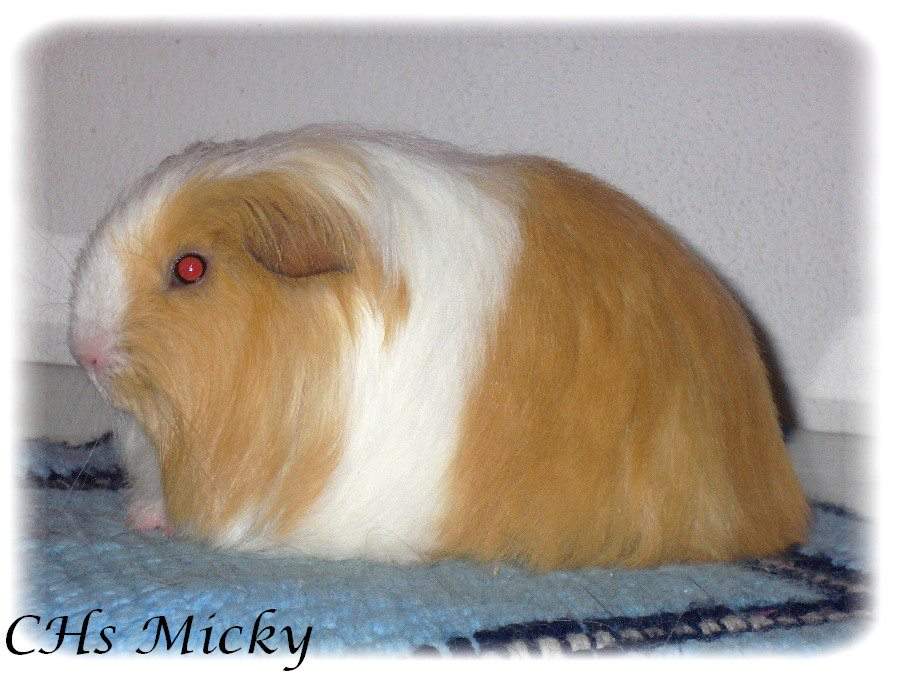 Sheltie guinea pig Owned by other Cavia porcellus 