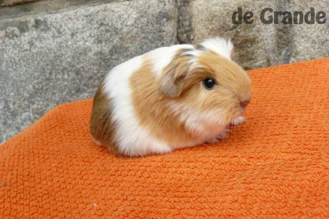 Sheltie guinea pig Owned by other Cavia porcellus 