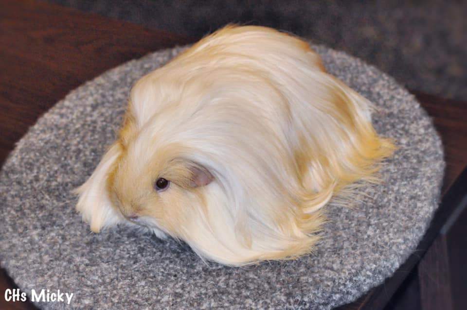 Sheltie guinea pig Breeder Cavia porcellus 