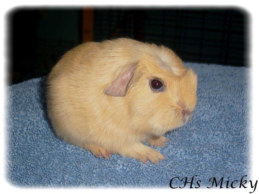 Coronet guinea pig Owned by other Cavia porcellus 