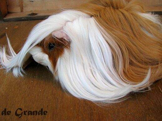 Peruvian guinea pig Owned by other Cavia porcellus 