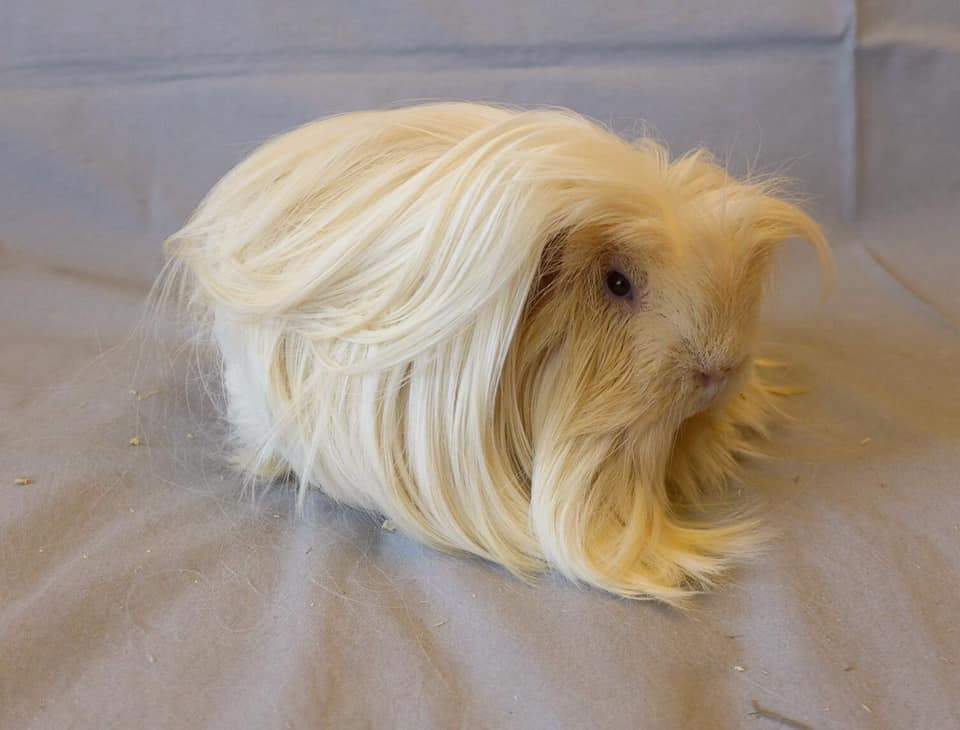 Coronet guinea pig Owned by other Cavia porcellus 