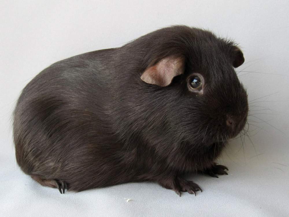 Self Chocolate Owned by other Cavia porcellus 