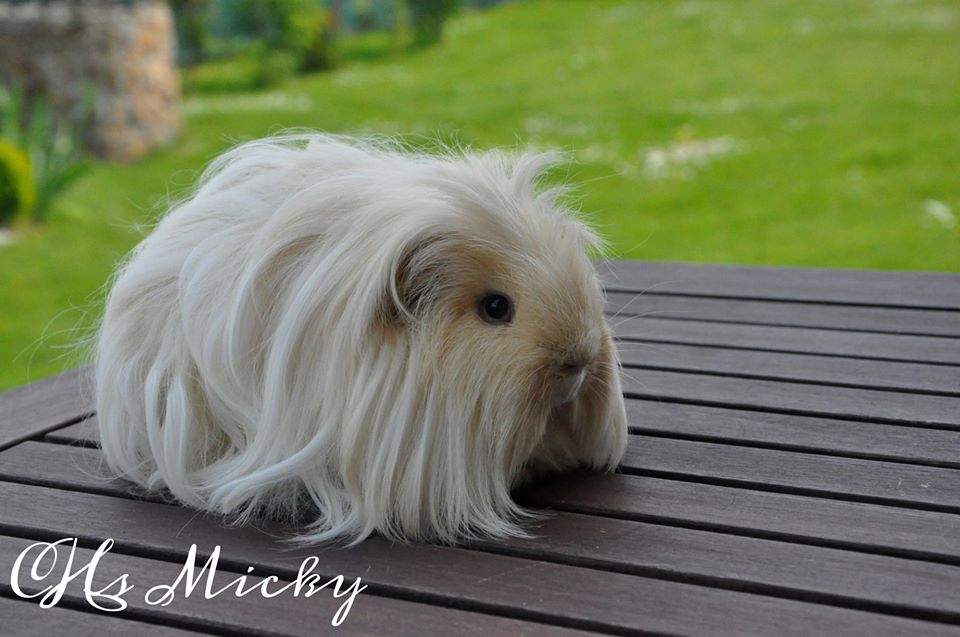 Sheltie guinea pig Owned by other Cavia porcellus 