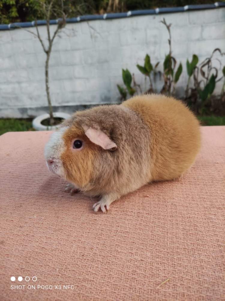 Guinea pig Owned by other Cavia porcellus 