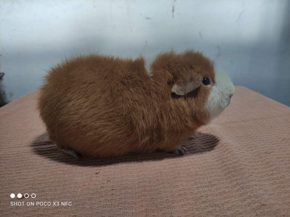 Guinea pig Owned by other Cavia porcellus 
