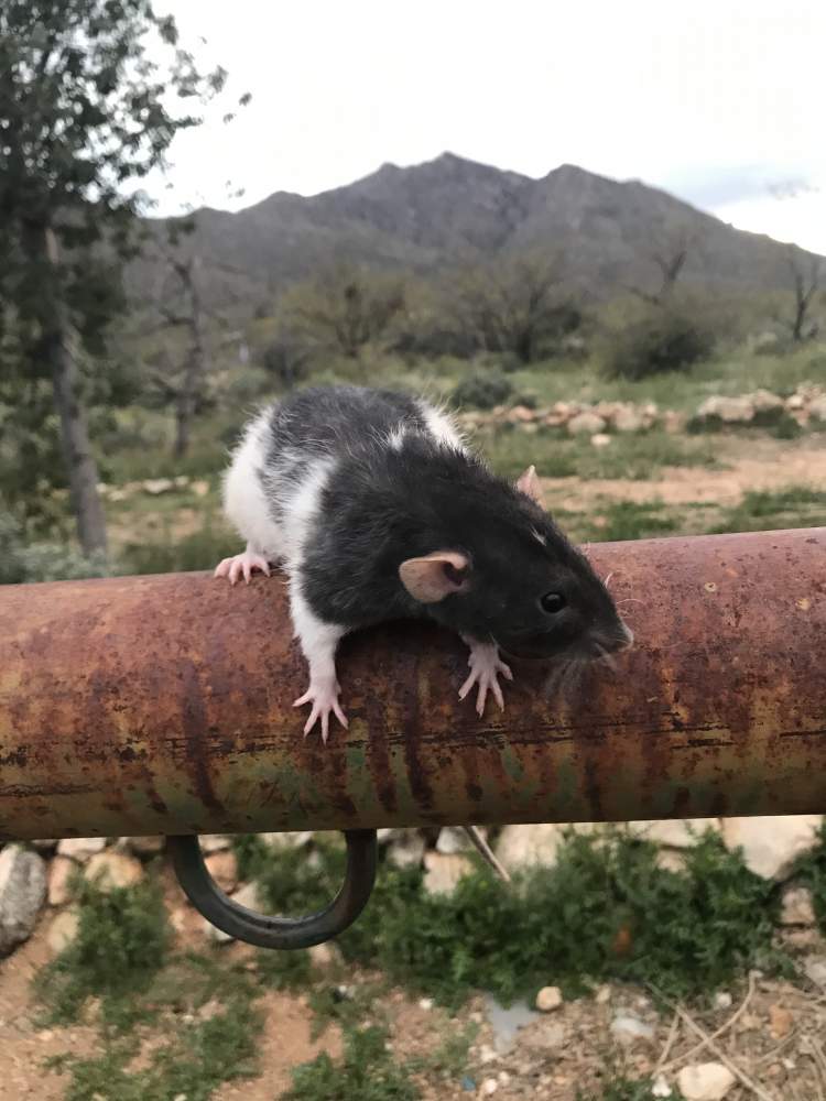 Fancy rat Breeder Rattus norvegicus 