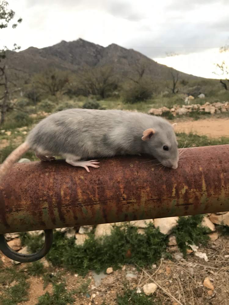 Fancy rat Retired Rattus norvegicus 