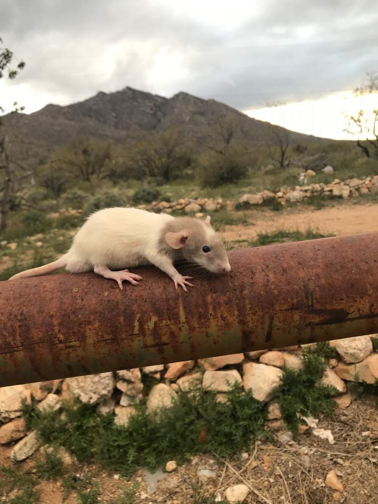 Fancy rat Breeder Rattus norvegicus 