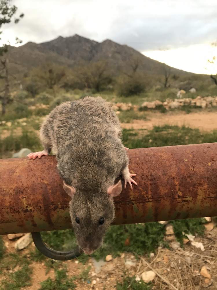 Fancy rat Retired Rattus norvegicus 