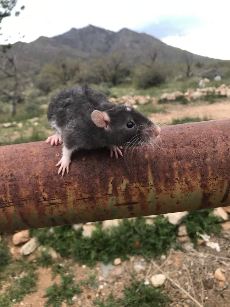 Fancy rat Breeder Rattus norvegicus 