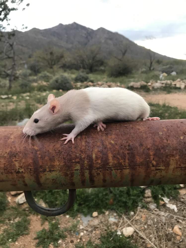 Fancy rat Breeder Rattus norvegicus 