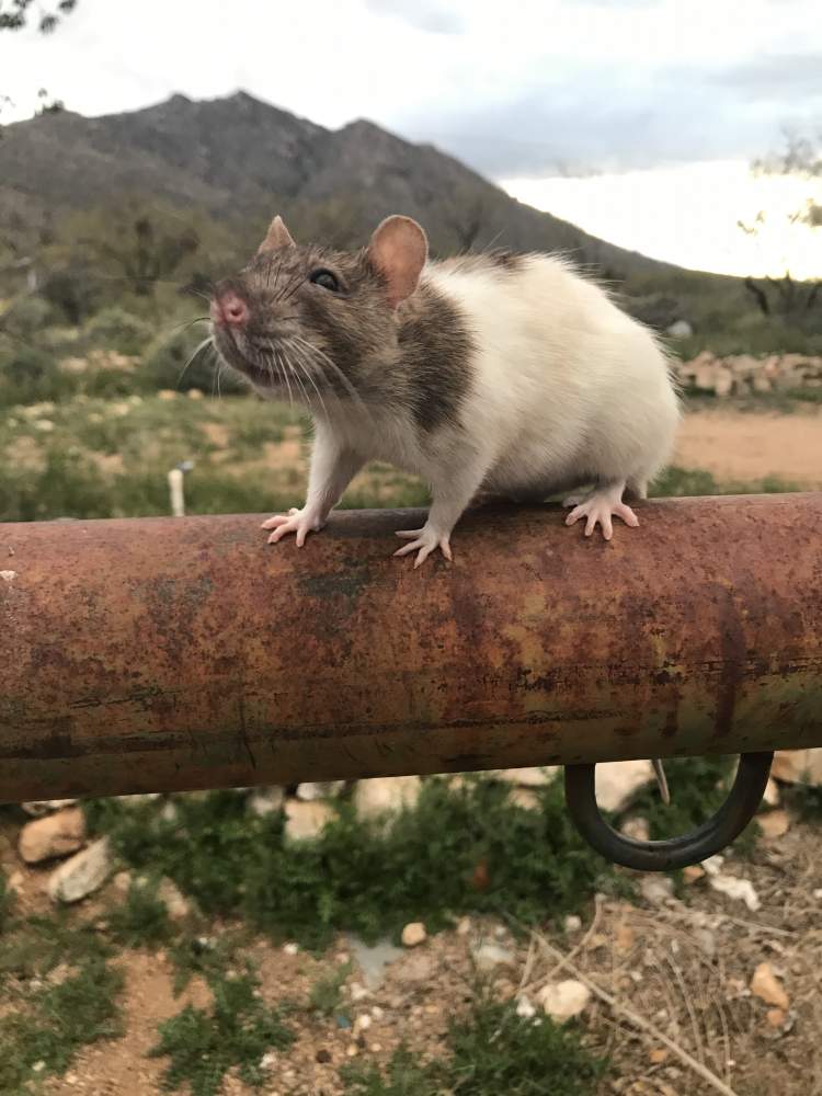 Fancy rat Retired Rattus norvegicus 