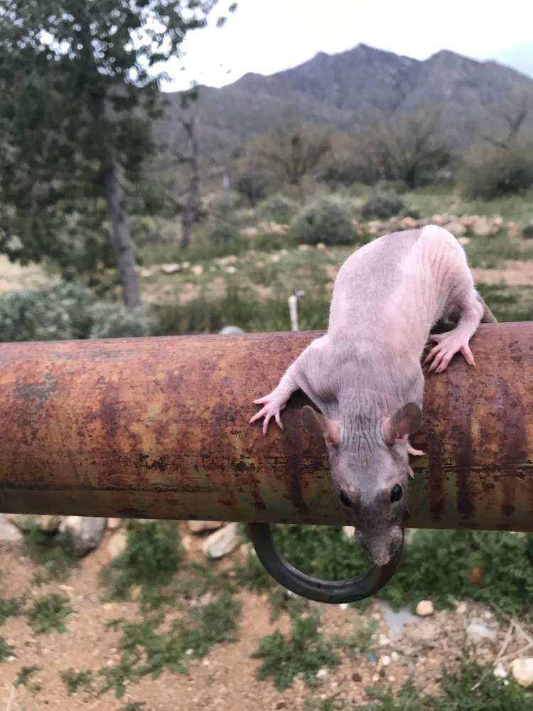 Fancy rat Breeder Rattus norvegicus 