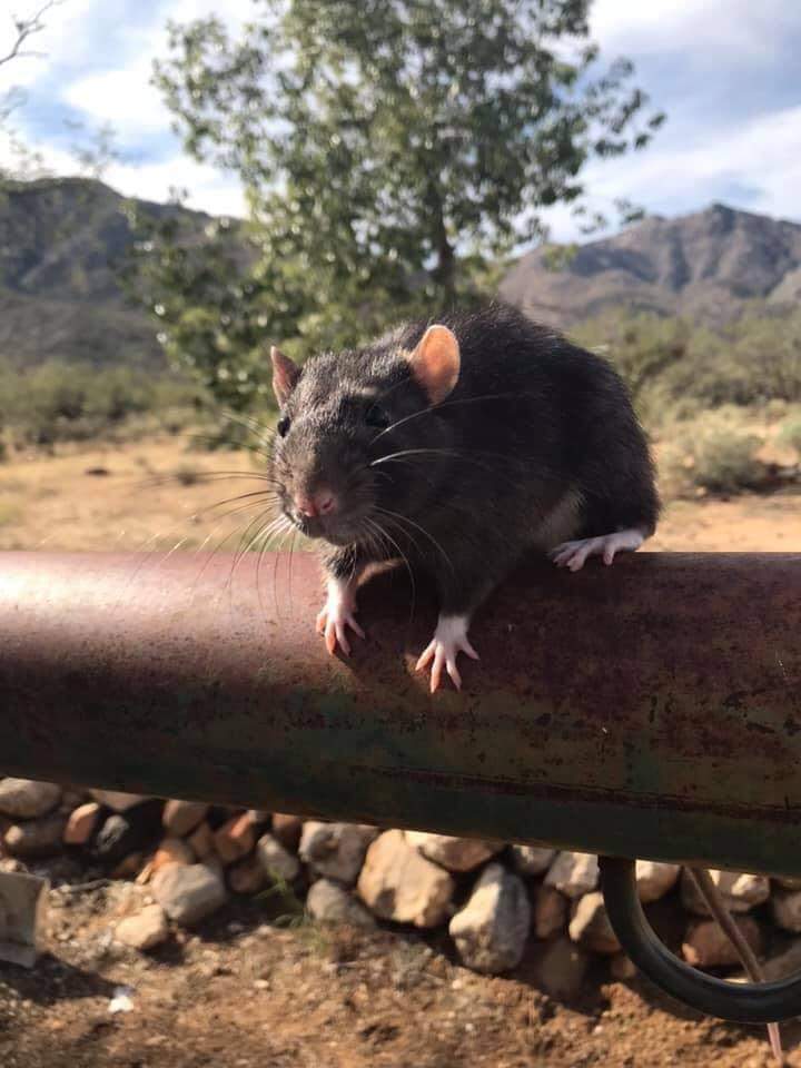 Fancy rat Retired Rattus norvegicus 