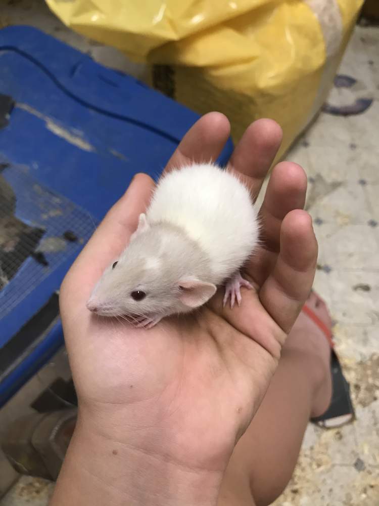 Fancy rat Breeder Rattus norvegicus 