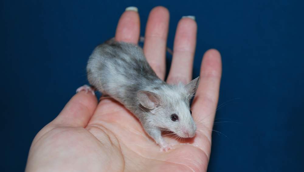 Fancy mouse Rehomed Mus musculus 