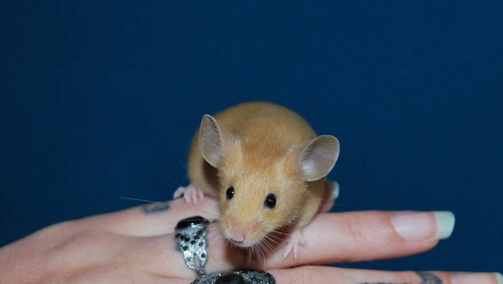 Fancy mouse Rehomed Mus musculus 