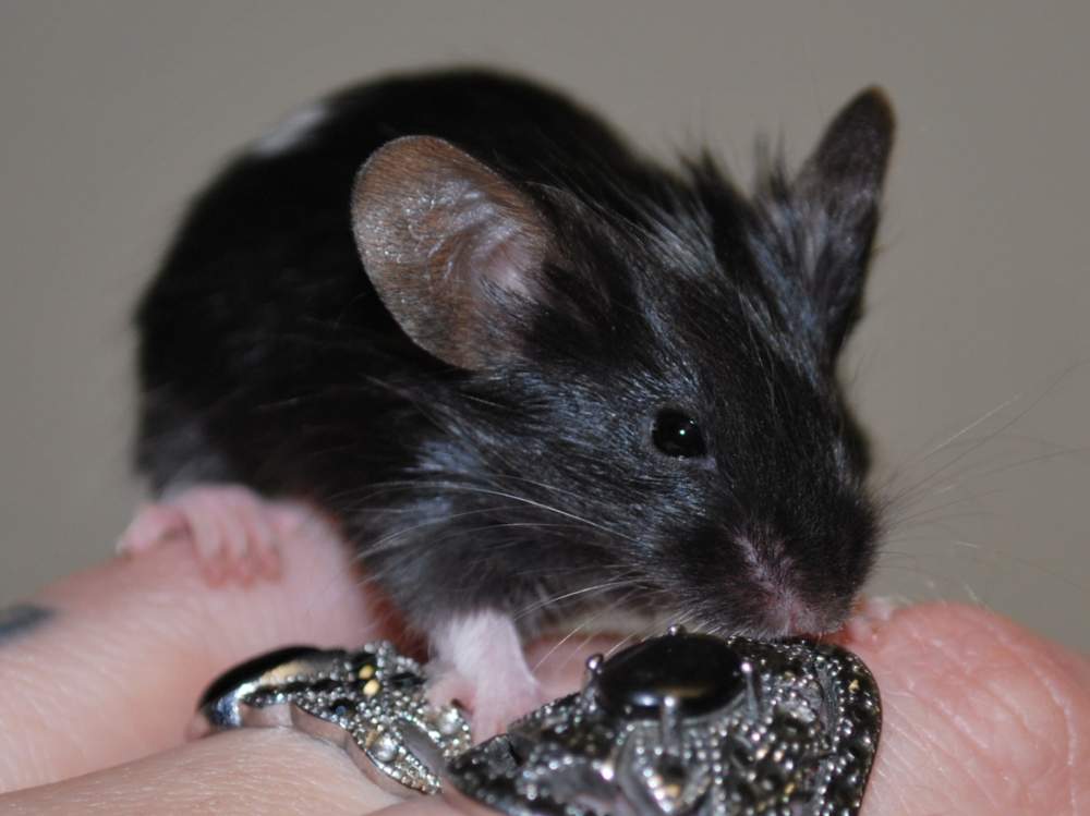 Fancy mouse Pet only Mus musculus 