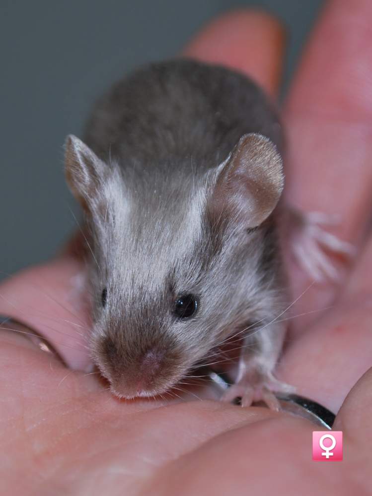 Fancy mouse Pet only Mus musculus 