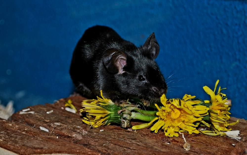 Fancy mouse Breeder Mus musculus 