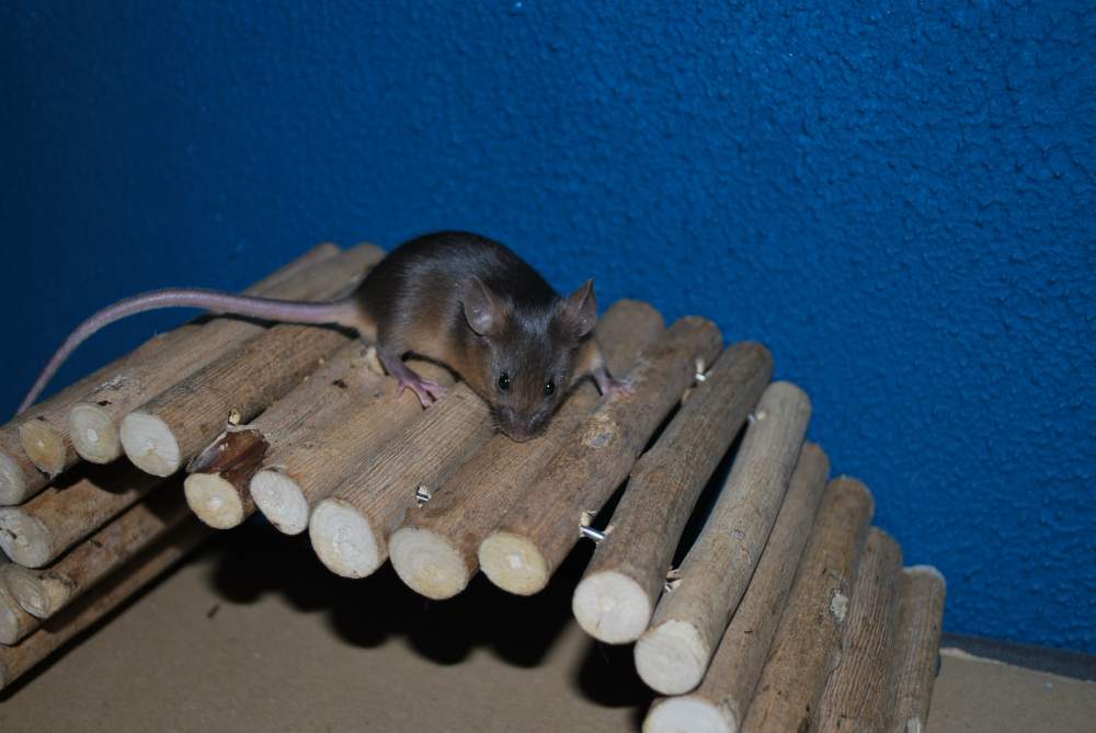 Fancy mouse Rehomed Mus musculus 