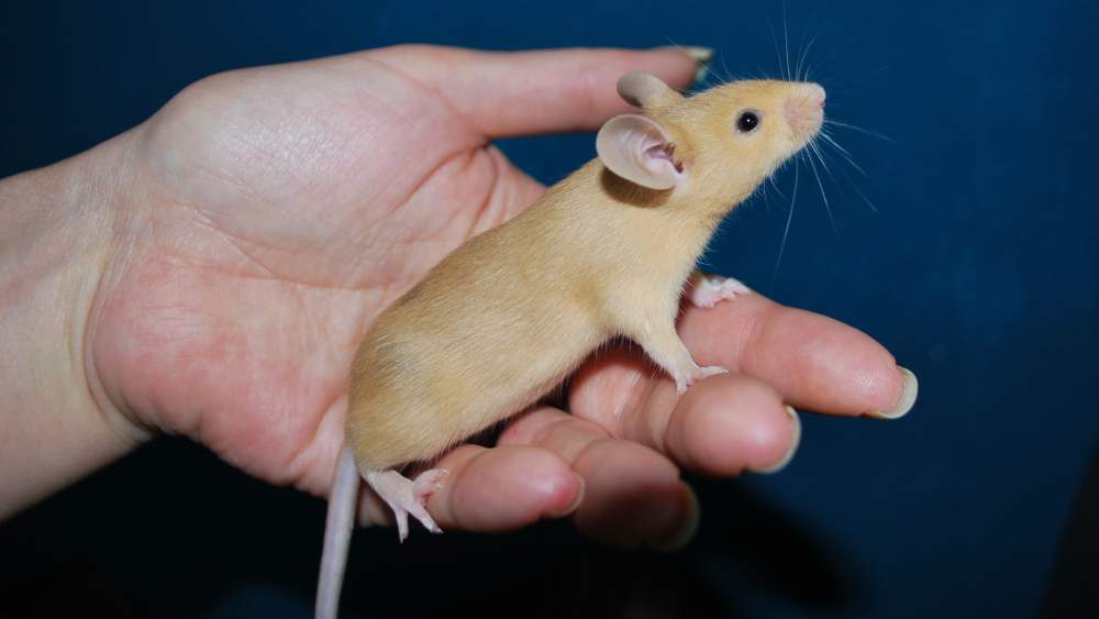 Fancy mouse Rehomed Mus musculus 