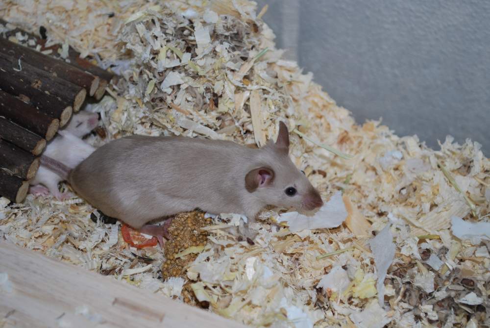 Fancy mouse Breeder Mus musculus 