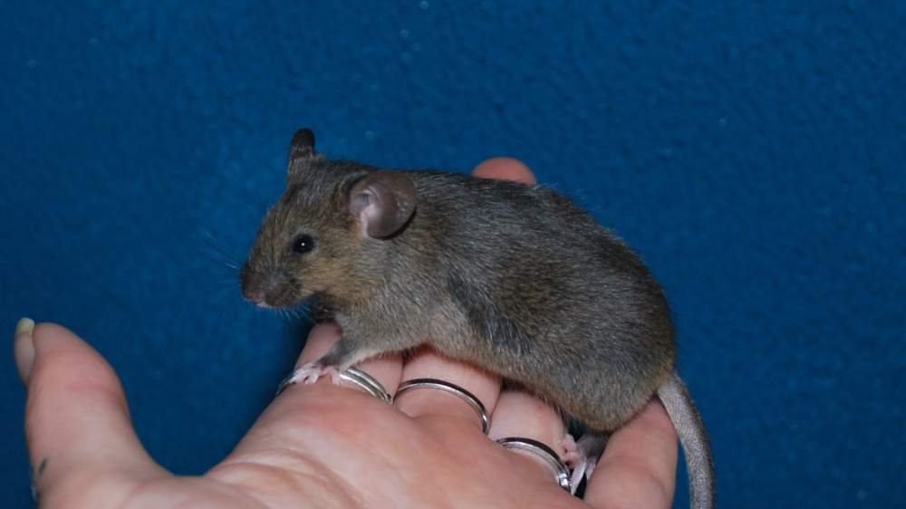 Fancy mouse Available for rehoming Mus musculus 