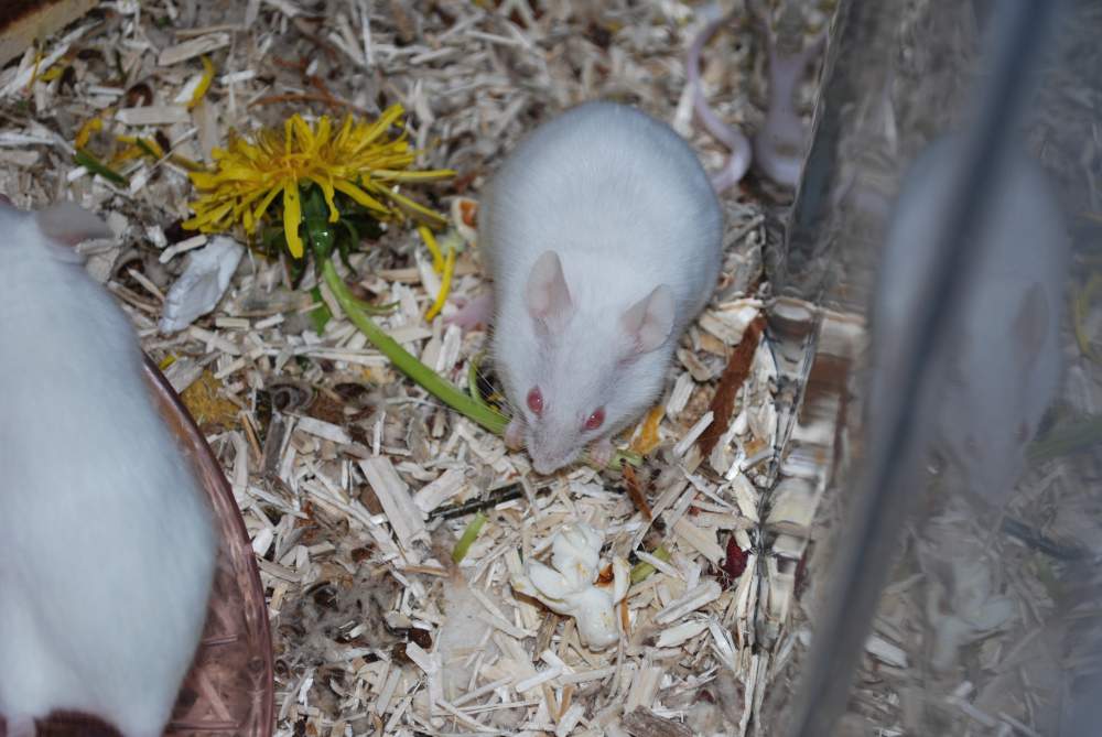 Fancy mouse Breeder Mus musculus 