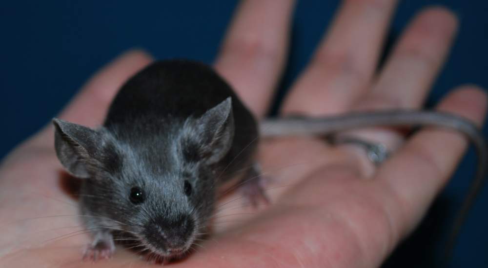 Fancy mouse Pet only Mus musculus 