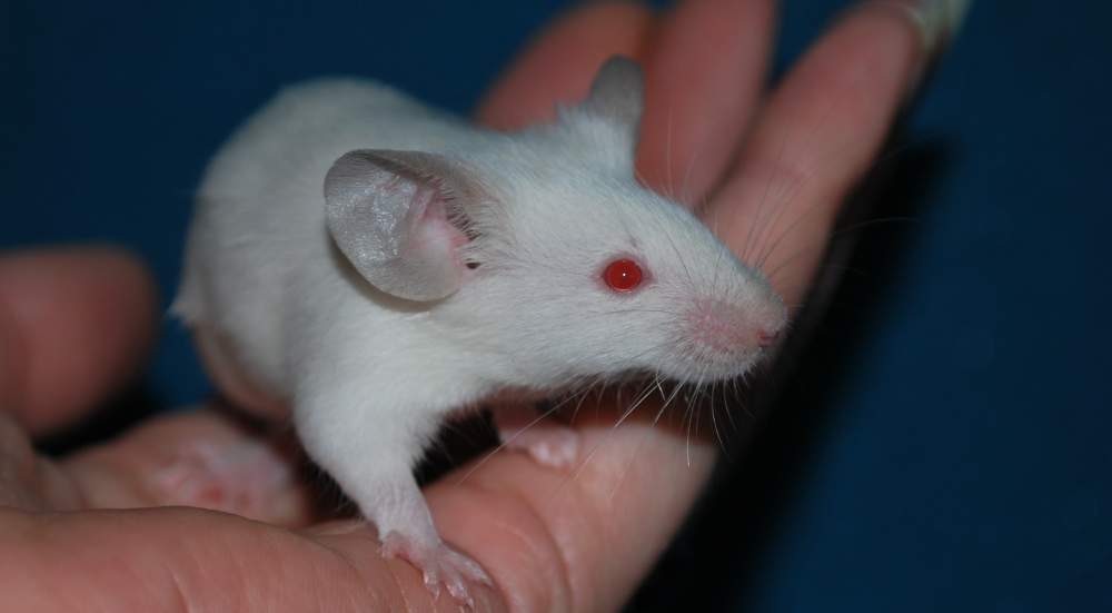 Fancy mouse Pet only Mus musculus 