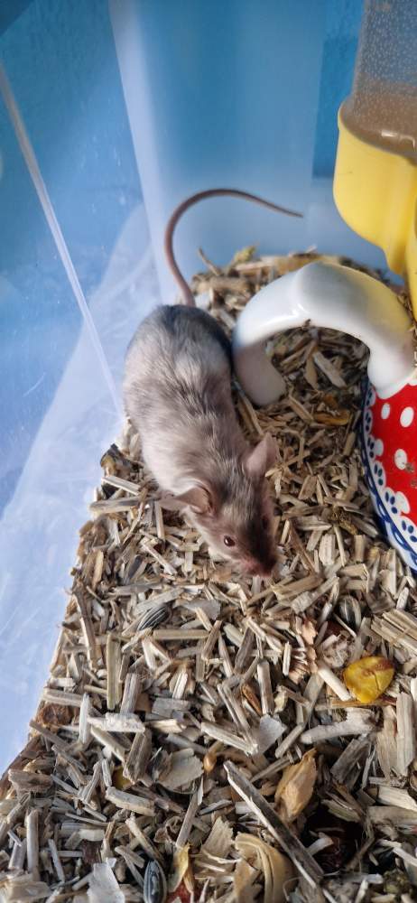Fancy mouse Pet only Mus musculus 