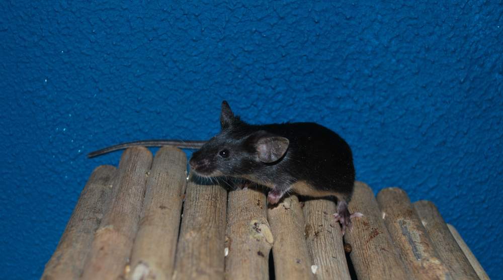 Fancy mouse Rehomed Mus musculus 