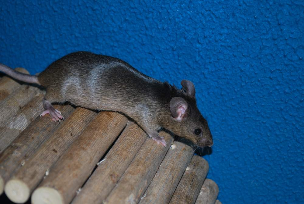Fancy mouse Breeder Mus musculus 