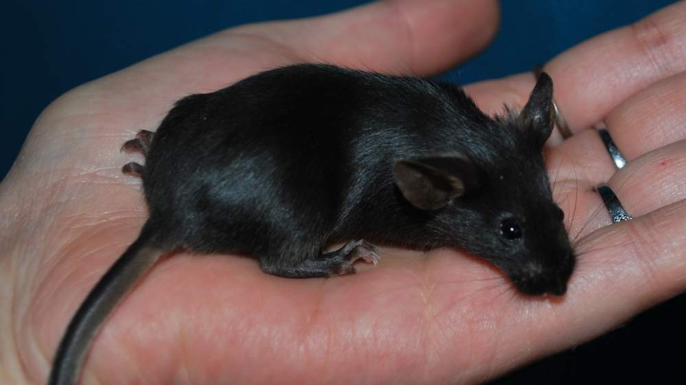 Fancy mouse Pet only Mus musculus 