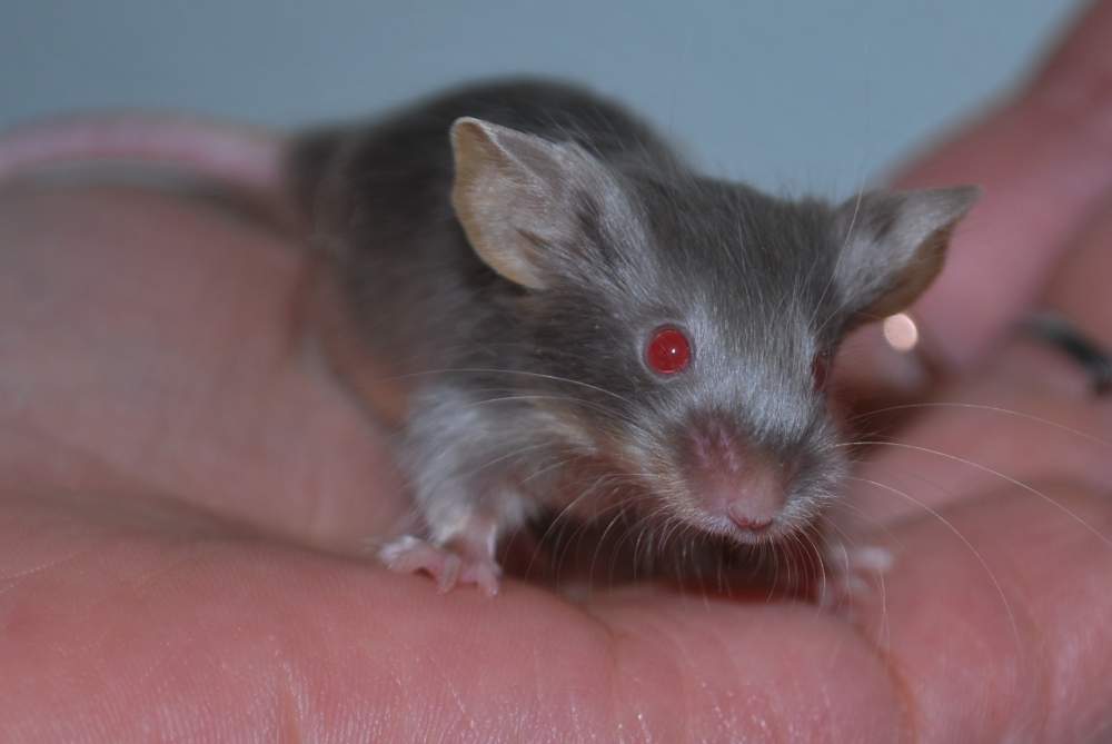 Fancy mouse Rehomed Mus musculus 