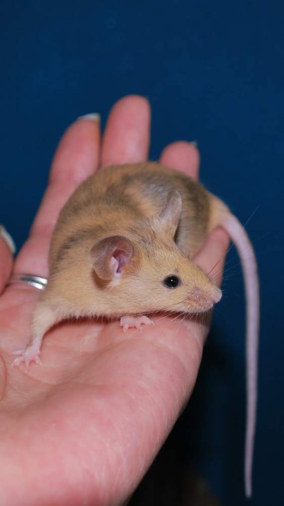 Fancy mouse Rehomed Mus musculus 