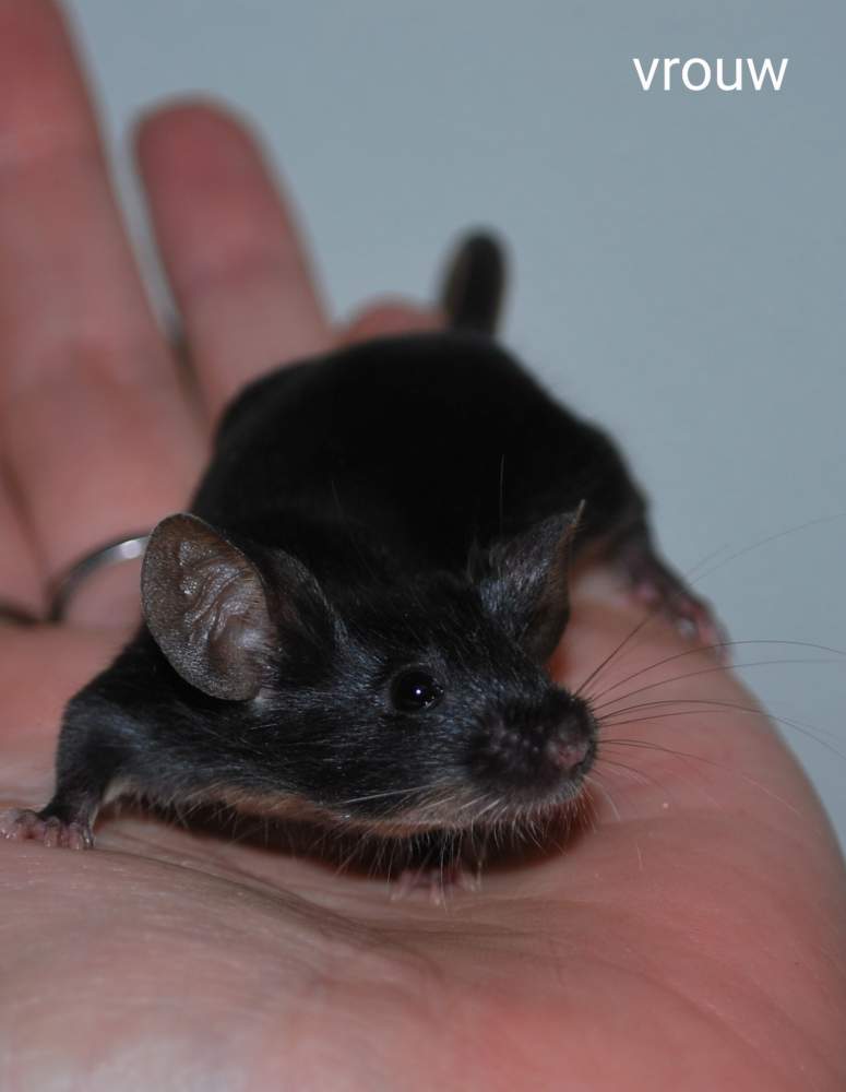 Fancy mouse Breeder Mus musculus 