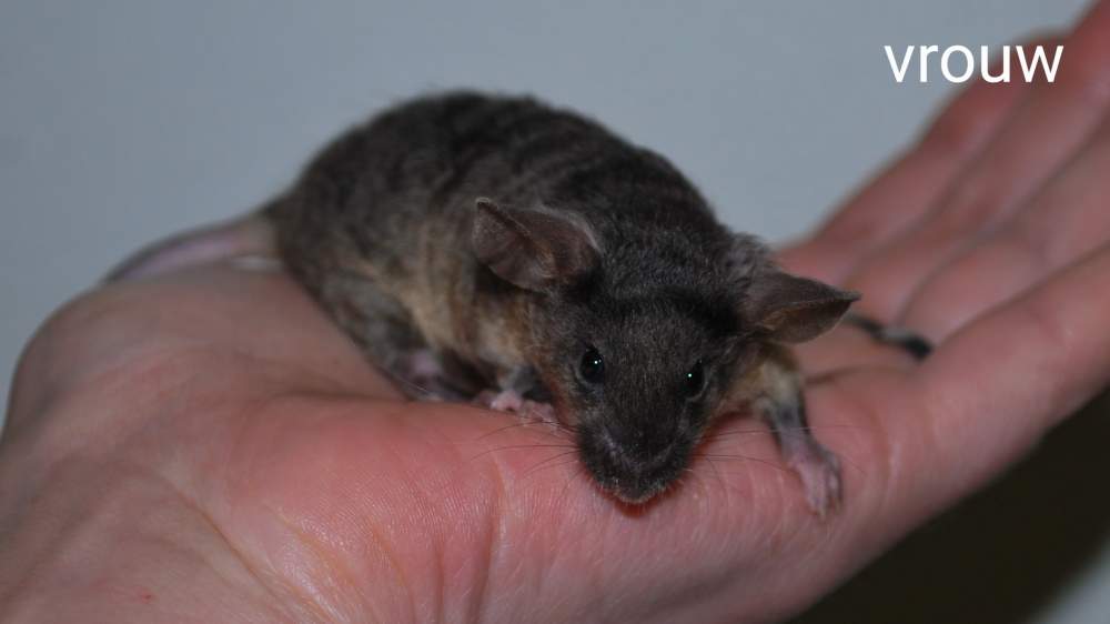 Fancy mouse Breeder Mus musculus 