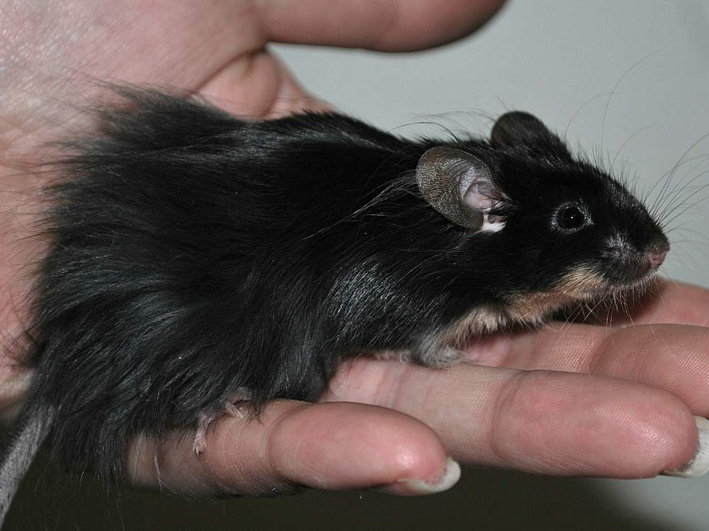 Fancy mouse Pet only Mus musculus 