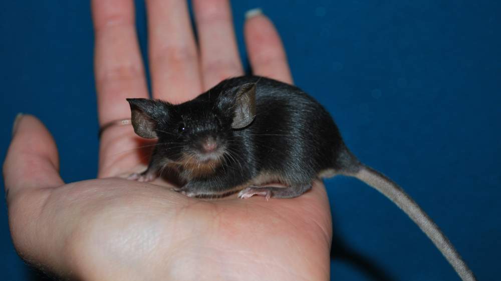 Fancy mouse Breeder Mus musculus 