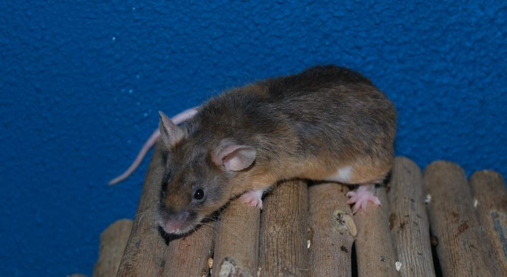 Fancy mouse Breeder Mus musculus 