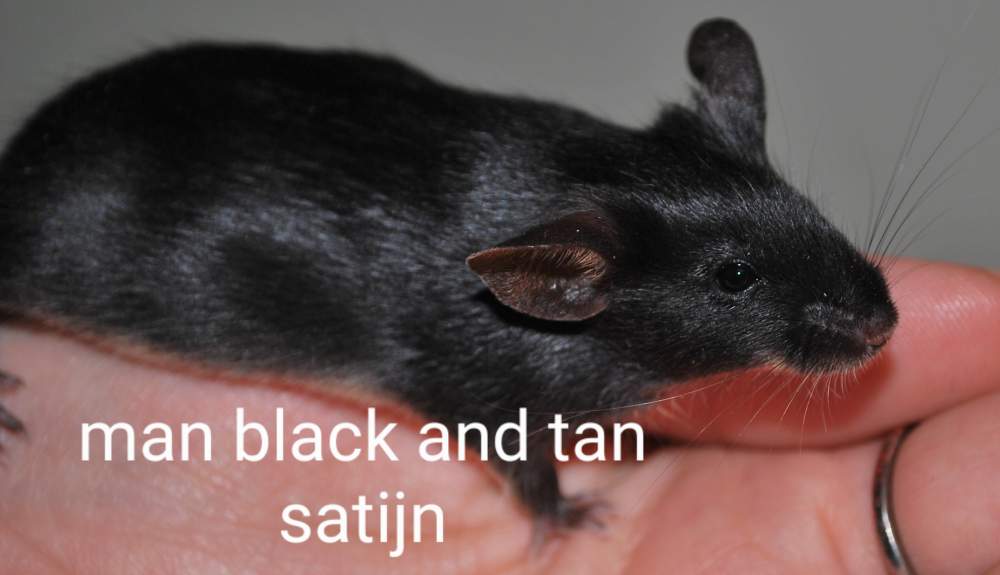 Fancy mouse Breeder Mus musculus 