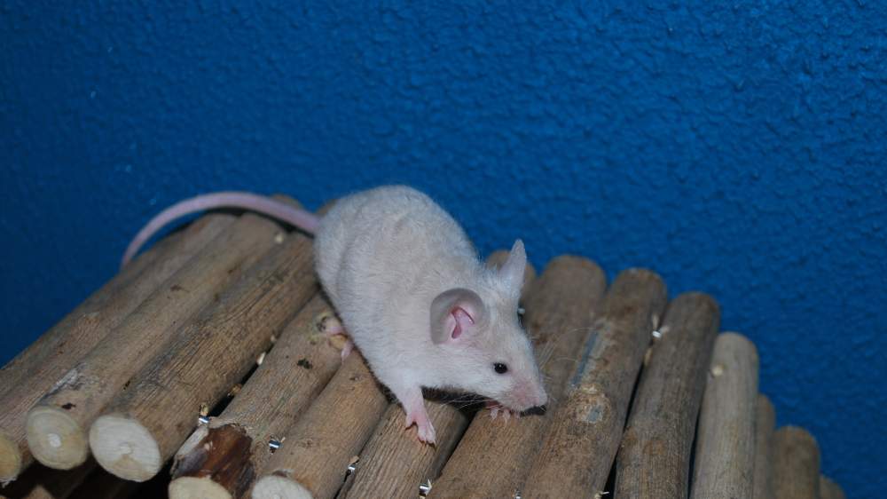 Fancy mouse Breeder Mus musculus 